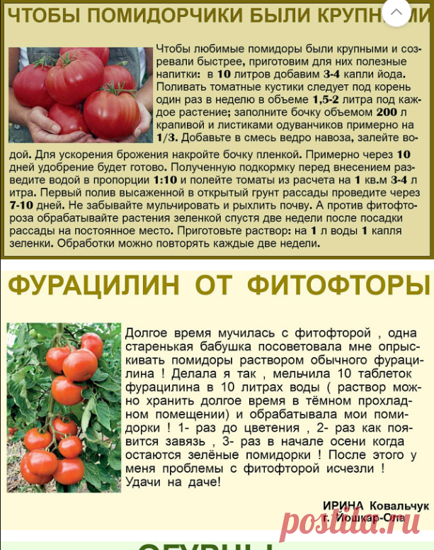 Можно ли сажать томаты после томатов