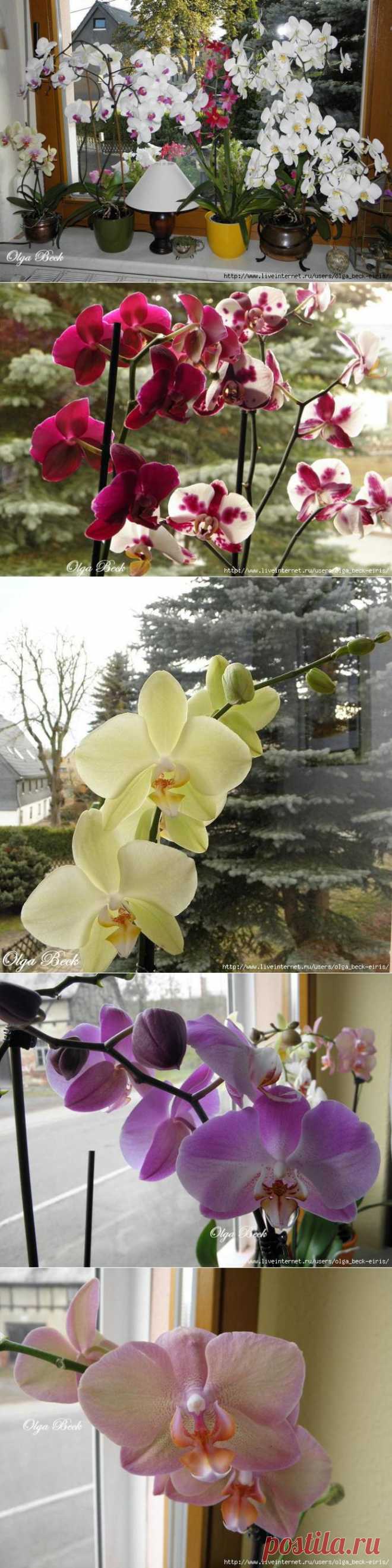 Орхидеи Phalaenopsis . Ошибки и опыт по уходу.