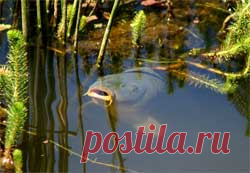 Разведение карпа в домашних условиях - ** Водоём - Сборник - Познавательный Интернет-журнал "Умеха - мир самоделок"