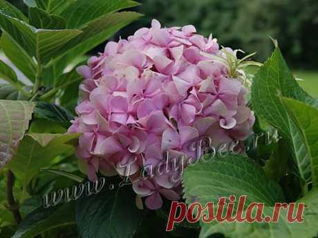 Гортензия (Hydrangea) - комнатные растения и цветы для сада: выращивание, местоположение, температура, полив, пересаживание, размножение, болезни и вредители