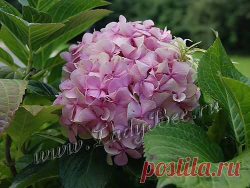 Гортензия (Hydrangea) - комнатные растения и цветы для сада: выращивание, местоположение, температура, полив, пересаживание, размножение, болезни и вредители