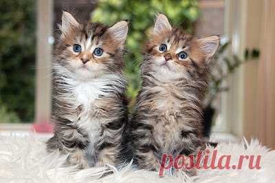 Cute&Cool Pets 4U: Кошки мейн-куны