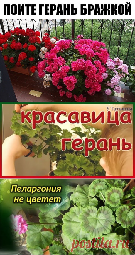 (1) Одноклассники
