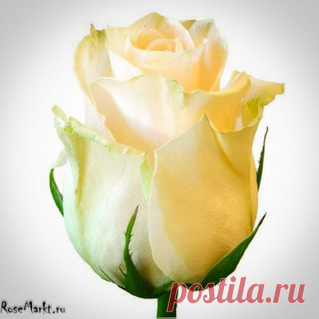 хх