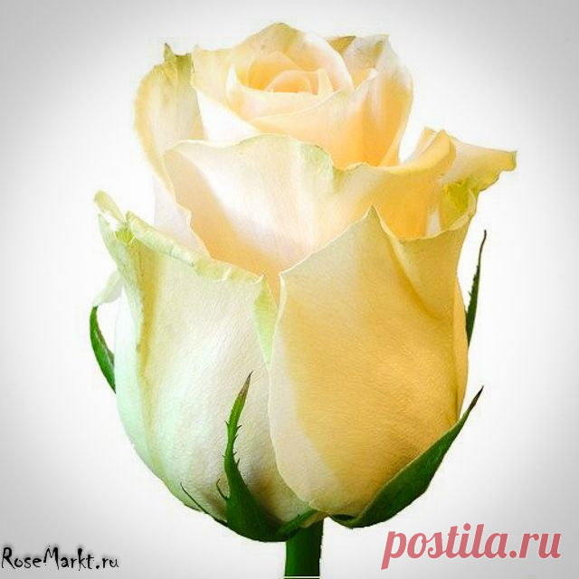 хх