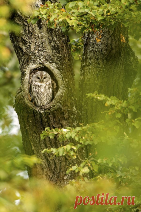 Неясыть (Strix aluco) - Фотогалерея природы: Хищные птицы и совы - Focus nature nature photography