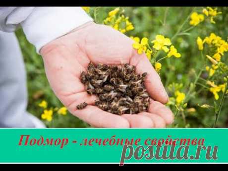 Подмор пчелиный лечебные свойства, рецепты