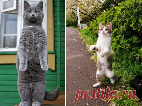 Котики стоят на двух лапах