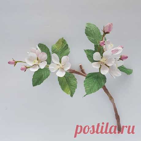 Apple Blossoms. I like to think of the Rosacea family as a kind of proof we're meant to have a taste of Paradise in this life. Apple blossoms are associated with Avalon, the Isle of Apples, where faeries rule. They also symbolize Rebirth, Love, and Wisdom. #celticmythology #maluspumila