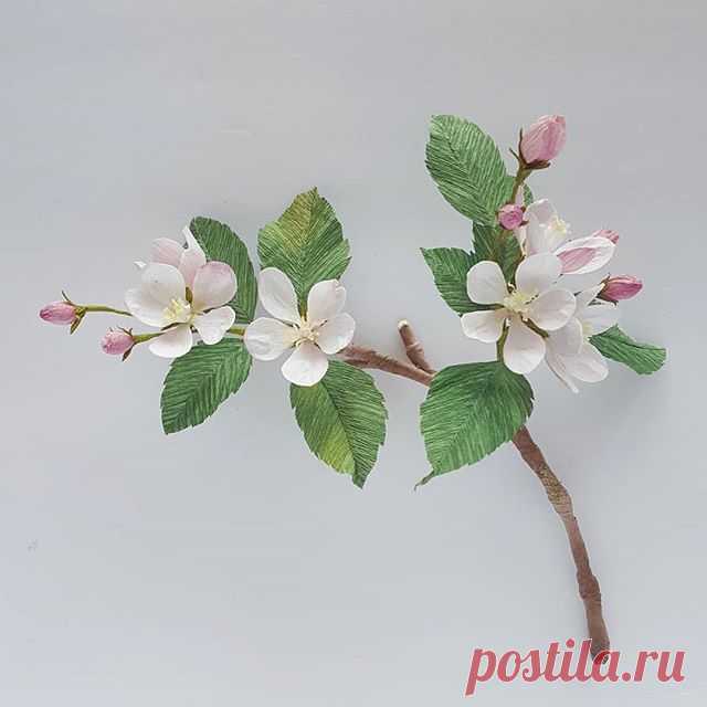 Apple Blossoms. I like to think of the Rosacea family as a kind of proof we're meant to have a taste of Paradise in this life. Apple blossoms are associated with Avalon, the Isle of Apples, where faeries rule. They also symbolize Rebirth, Love, and Wisdom. #celticmythology #maluspumila