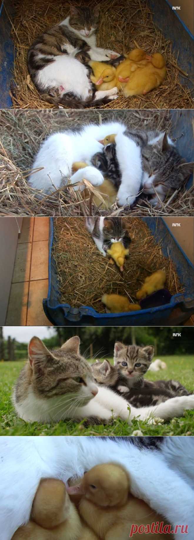 Кошка усыновила утят
