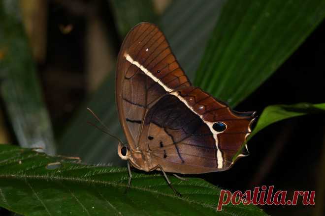 Antirrhea philaretes avernus BRAZIL Amazonas, Reserva Natural Palmari, 80m, 16-VIII-2019_0861KKertell Explore Ken Kertell's photos on Flickr. Ken Kertell has uploaded 5211 photos to Flickr.