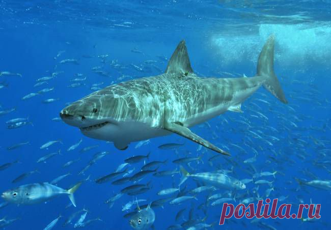 Интересное об акулах | Умный сайт