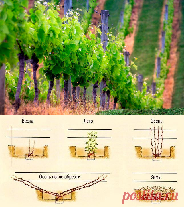 Как правильно формировать виноград в виде веера? — 6 соток