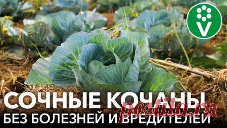 Procvetok | Что положить в лунку при посадке КАПУСТЫ и как легко защитить кочаны от слизней