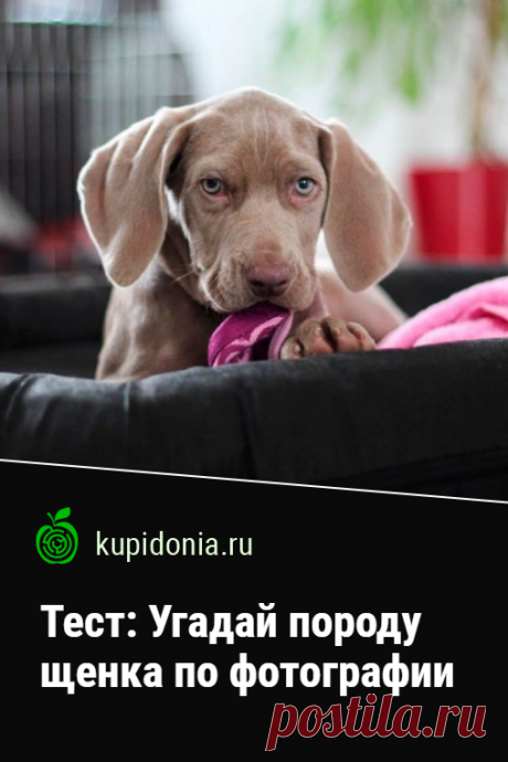 Тест: Угадай породу щенка по фотографии. Развлекательный тест с картинками о щенках разных пород. Попробуйте узнать каждую из них по фотографии.
