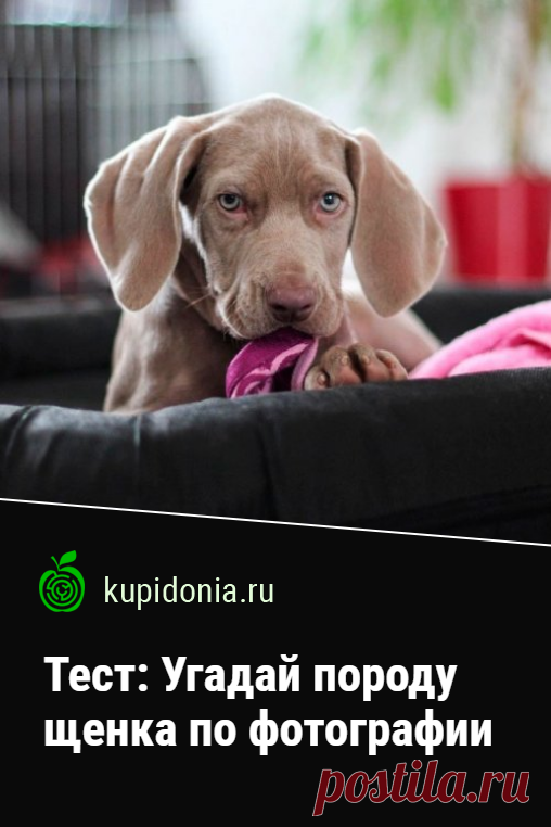Тест: Угадай породу щенка по фотографии. Развлекательный тест с картинками о щенках разных пород. Попробуйте узнать каждую из них по фотографии.