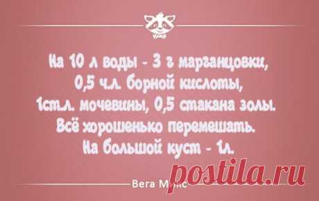 (4) Одноклассники