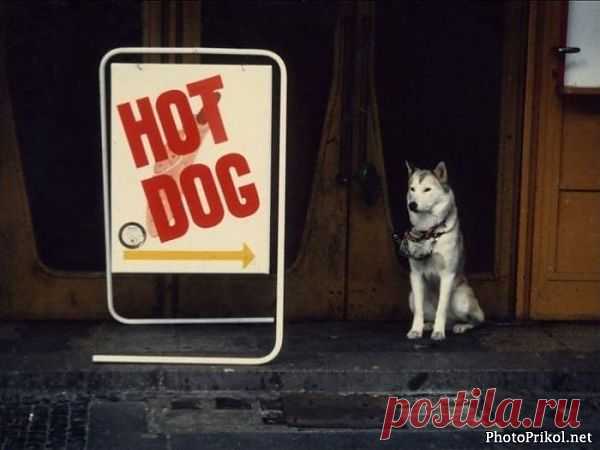 "Горячая собака"
 www.photoprikol.net