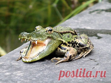 Уроки Photoshop. Работа с фото. Новый вид животного в Фотошоп