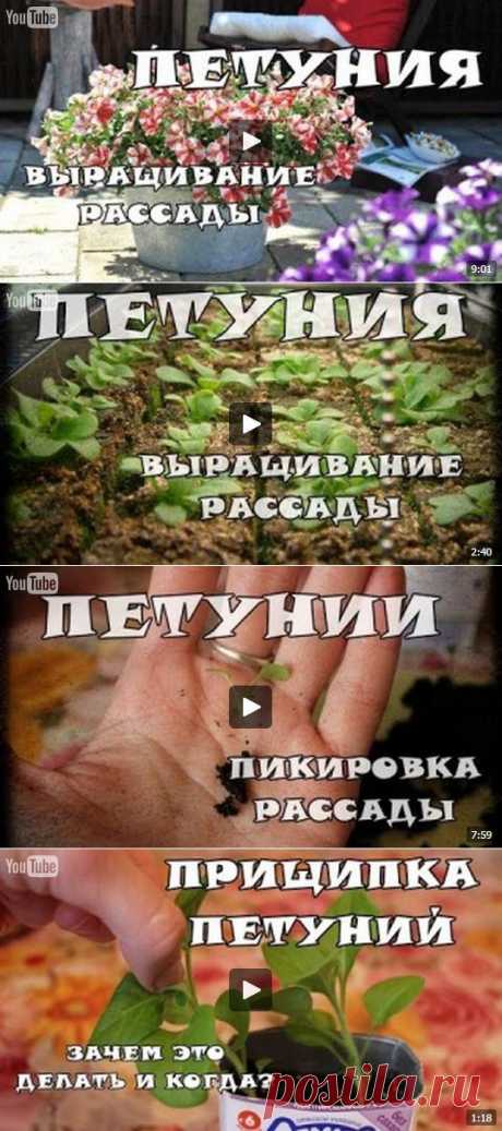 Подборка видео о выращивании петунии