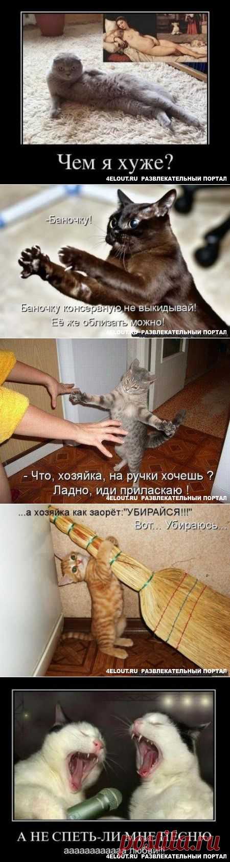 Смешные картинки про котов и кошек