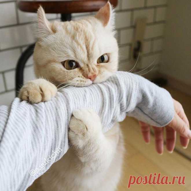 20 бесконечно забавных котиков, которые сделают лучше даже самый тяжёлый день Кто лучше всего может поднять настроение? Конечно же, братья наши меньшие, ведь они такие забавные ребята, чьи выходки и смешные мордашки могут сделать даже самый пасмурный день лучше. Даже если вы не...