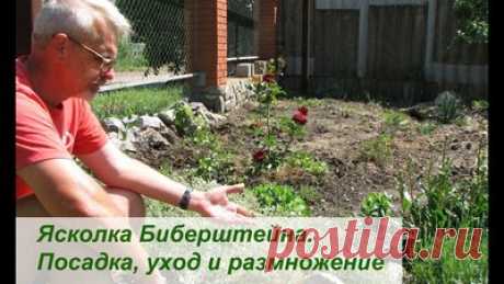 Ясколка Биберштейна.  Посадка, уход и размножение — Смотреть в Эфире Ясколка Биберштейна многолетнее почвопокровное растение. Совершенно нетребовательное в смысле посадки, ухода и размножения. Есть пара нюансов: любит …