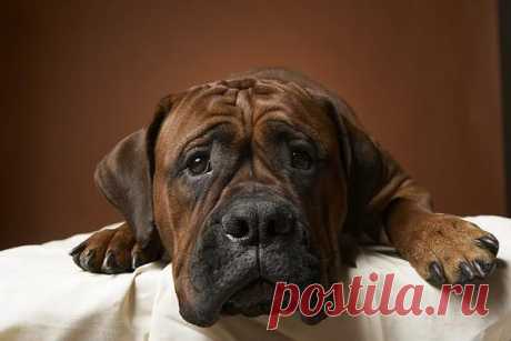 Amazing Dogs: Photo
