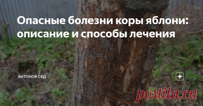 Болезни Коры У Яблони Лечение