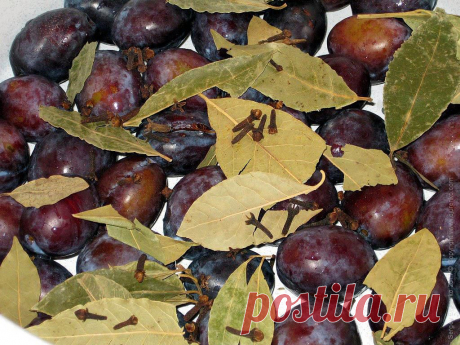 Маринованные сливы с чесноком на зиму