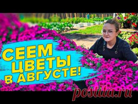 КАКИЕ ЦВЕТЫ СЕЯТЬ В АВГУСТЕ? ГОТОВИМ ГРУНТ ДЛЯ РАССАДЫ САМИ ДЕШЕВО и ЭКОНОМНО #виолы #август #семенаалтая #дешевыйгрунт- Какие цветы посеять в августе?- Как самим замешать питательный грунт и при этом сэкономить?Показываем в новом роли...