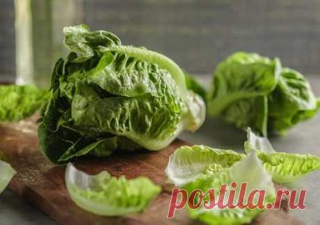 Сезон сочного салата: виды и применение в кулинарии - БУДЕТ ВКУСНО! - медиаплатформа МирТесен