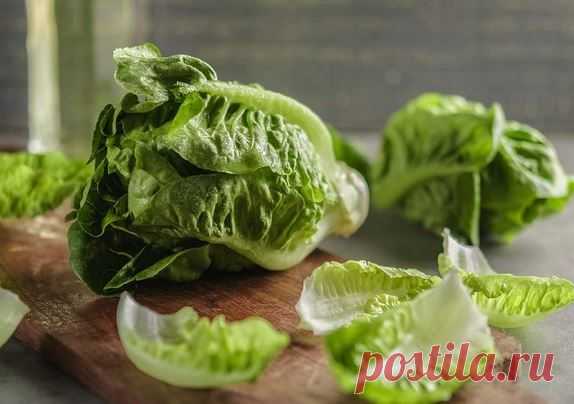 Сезон сочного салата: виды и применение в кулинарии - БУДЕТ ВКУСНО! - медиаплатформа МирТесен