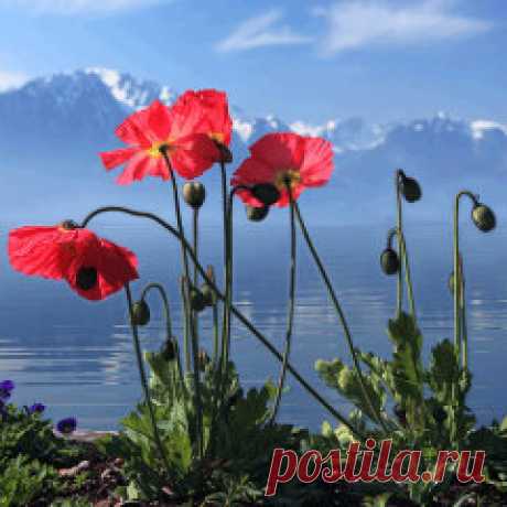 Одноклассники