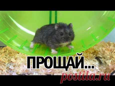 ПИПИТО НЕ СТАЛО... Умер Мой Хомяк 🐹 Последнее Видео с Ним