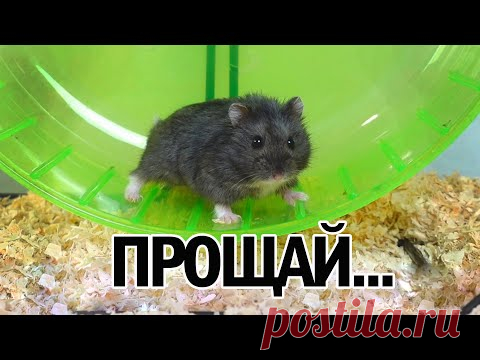 ПИПИТО НЕ СТАЛО... Умер Мой Хомяк 🐹 Последнее Видео с Ним