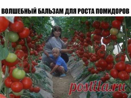 Волшебный бальзам для роста помидоров
В бочку (200-300 литров) насыпаем одну треть крапивы, ведро коровяка, 2 лопаты золы, 2 кг. дрожжей, 3 литра сыворотки. Настаивается 2 недели. Полученный состав разбавляем водой в пропорции 1:10 (литровая банка на ведро) и подливаем под корень один раз в 7-10 дней.