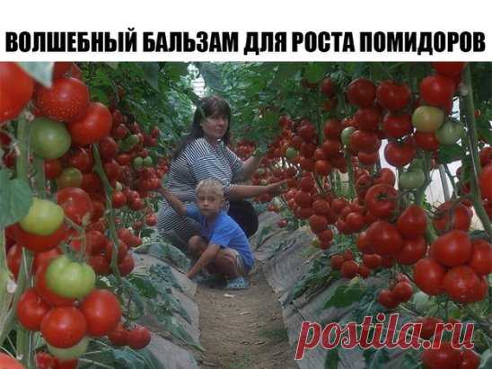 Волшебный бальзам для роста помидоров
В бочку (200-300 литров) насыпаем одну треть крапивы, ведро коровяка, 2 лопаты золы, 2 кг. дрожжей, 3 литра сыворотки. Настаивается 2 недели. Полученный состав разбавляем водой в пропорции 1:10 (литровая банка на ведро) и подливаем под корень один раз в 7-10 дней.