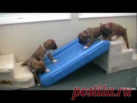 Cute 4 Week Old Boxer Puppies Playing - YouTube