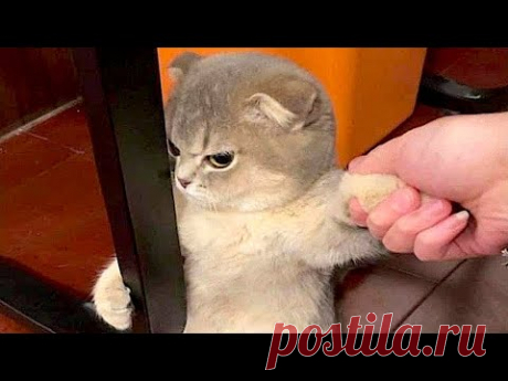 Самые смешные животные / Приколы с котами и собаками 2023 / LA #8