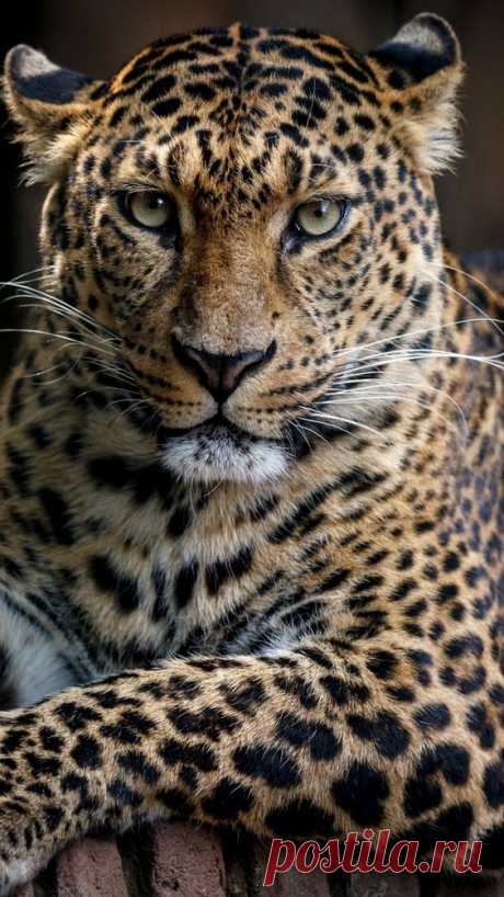 Confident, predator, leopard, animal, 750x1334 wallpaper