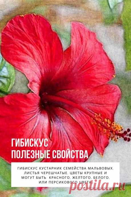 Гибискус полезные свойства. Гибискус  или  суданская роза, Розелла, Гвинея Щавель,  гибискус Чашечка, Ямайка Щавель, каркаде, красный щавель, красный чай, Роса — де – Ямайка.

Гибискус кустарник семейства мальвовых. Листья черешчатые. Цветы крупные и могут быть  красного, желтого, белого, или персикового цвета. Плод имеет вид коробочки, семена мелкие.