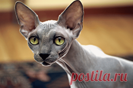 6 Curiosidades sobre gatos calvos Sphynx - Universo de Gatos Blog