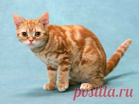 Рыжий кот.