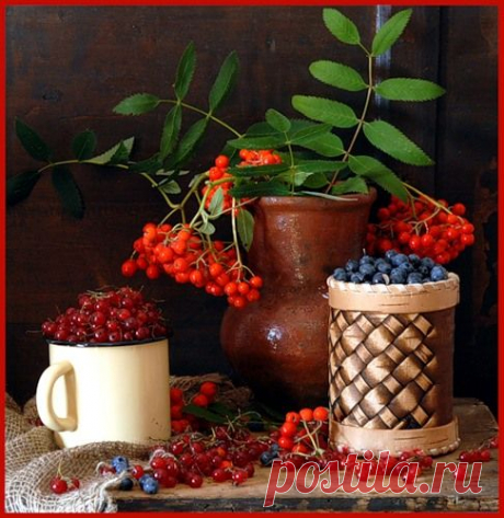 РЯБИНА - ЦЕЛИТЕЛЬНИЦА))).
