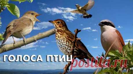 Голоса певчих птиц (Птицы России)Своеобразный мини-справочник голосов птиц.Формат видео не традиционный для @YouTube . Все тридцать птиц показаны в гнездах с закадровым пением.В видео звучит голос соловья, варакушки, дроздов, пеночек, славок, иволги, пересмешки, трясогузок, сойки, жулана, зяблика,