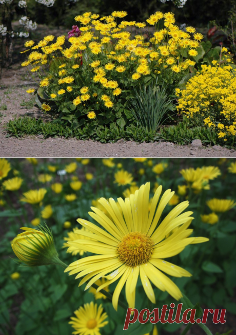 Дороникум в весеннем саду (посадка и уход) | Цветовод-Консалтинг