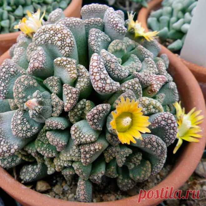 Комнатное растение Титанопсис (Titanopsis). Подобно алоинопсисам, артиродермам, конфитумам и литопсам, титанопсисы - представители так называемых "живых камней". У титанопсиса известкового (T.calcarea) верхушки листьев треугольно-усеченные. Сами листья голубоватого цвета и покрыты серо-красными бородавками. Почти золотисто-желтые цветки этого растения могут достигать 2 см в диаметре. У титанопсиса Фуллера (T.fulleri) листья украшены едва заметными темными выпуклыми точками.