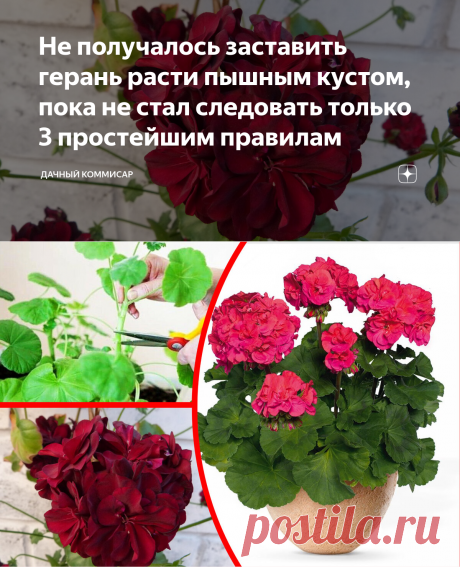 Не получалось заставить герань расти пышным кустом, пока не стал следовать только 3 простейшим правилам | Дачный Коммисар | Яндекс Дзен